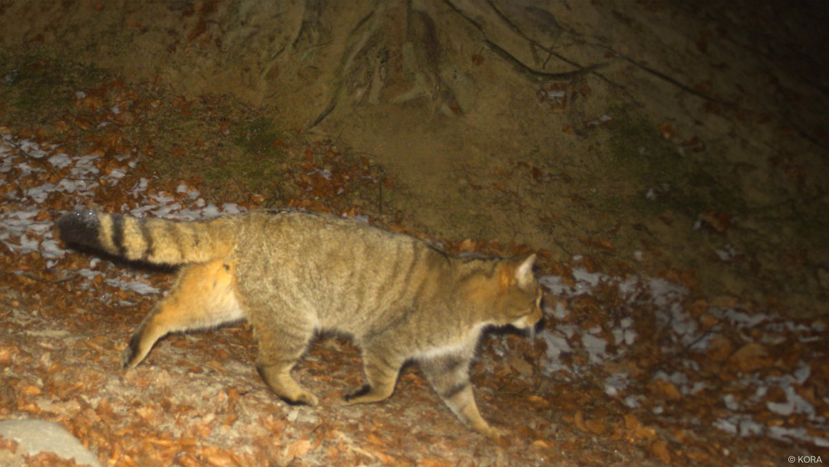 stiftungkora's tweet photo. Seit dem 20. Dezember 2024 sind im Kanton Waadt an 41 Standorten Fotofallen und Lockstöcke installiert. Ziel ist es, die Ausbreitung der Wildkatze im Schweizer Mittelland besser zu erfassen. Die Daten werden mit früheren Untersuchungen verglichen. https://t.co/m4rNsMW4wT https://t.co/dsUPl9vl7Z