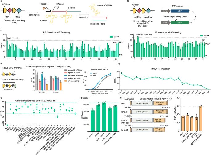 #معلومة_تهم_الباحثين 
هل سمعتم بنظام للتعديل الجيني بديل عن CRISPR ويعمل على التعديل والتنشيط والتثب...