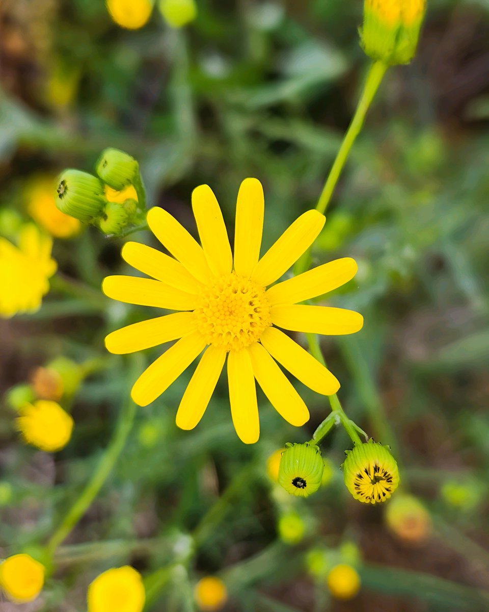 Ibrahim622000's tweet photo. Let your life be like a wildflower, growing freely in the beauty and joy of each day. 🌼 #WildAndJoyful #yellowflowers #flowers #yellow #nature #flower #naturephotography #flowerphotography #photography #flowersofinstagram #flowerstagram #yellowflower #macro #naturelovers #garden https://t.co/H9UYUSIblG