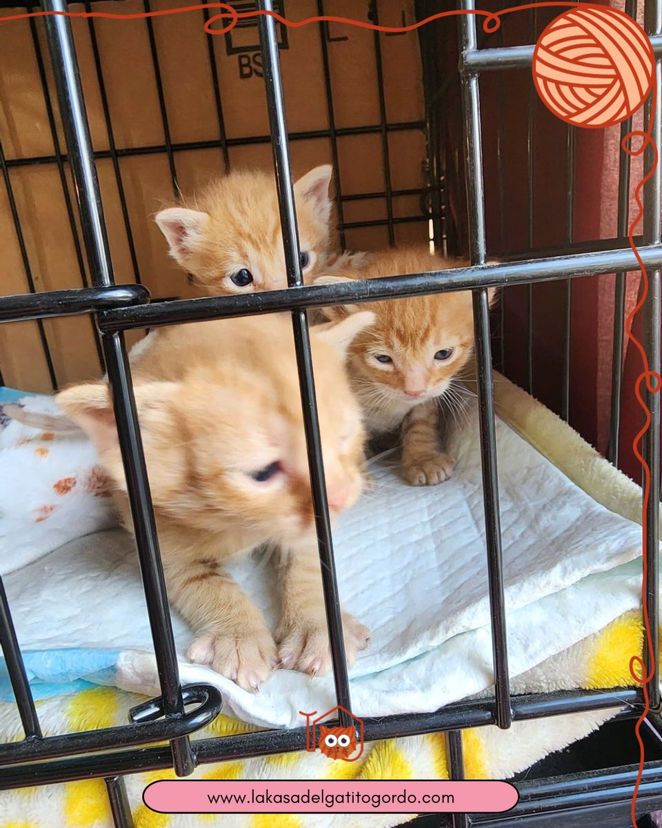 Llegaron 3 Naranjosos 🧡

Los dejaron en una caja sin su mamá 😿 
Por favor, esterilicen 🙏🏻 

Hoy serán valorados por la MVZ <a href="/ThalizTH/">Thaliz</a> ya que estuvieron más de 7 horas sin comer.