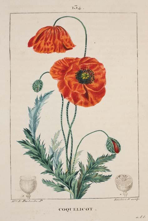 Ernestine Panckoucke (1784-1860), artista botánica francesa. Alumna del ilustrador de rosas Redouté y traductora de obras de Goethe. Dominaba el idioma porque tras la Revolución Francesa tuvo que emigrar a Alemania. 
Autora de varias láminas de la obra "Flore médicale" (1814).