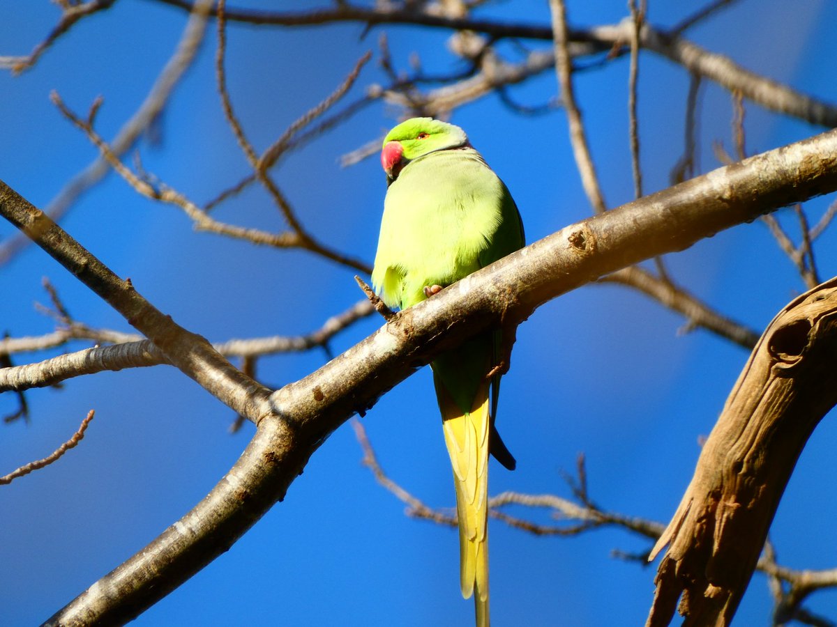 Beautiful baltic/tropical morning out in #butepark today. Wonder what this parakeet was thinking?! 😉😳❄️ #BirdsSeenIn2025 #BirdsOfTwitter