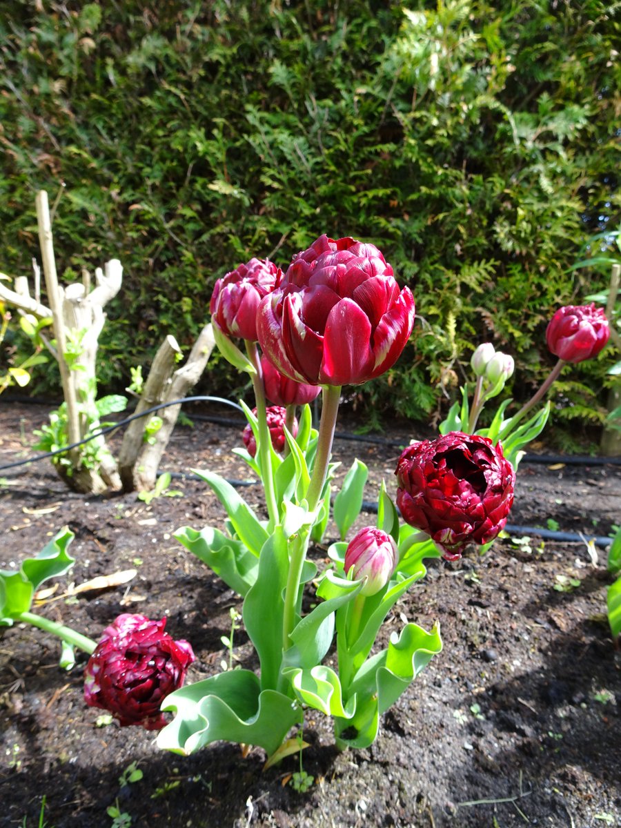 dvanduuren1's tweet image. Color in Nature Photo Challenge

from: @ChrRoland

Today's Choice:
- Ruby Red -

#kleurindenatuur #Robijnrood #Rubyred #flowers #photochallenge #fun #NaturePhotography #tulips #naturelovers #Dag6 #DAY6 #flowerphotography #tuintweet #garden