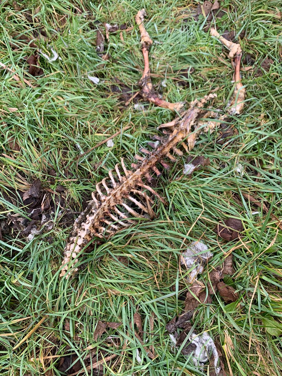 Henny Huisman 🎤@tweethenny tweet media