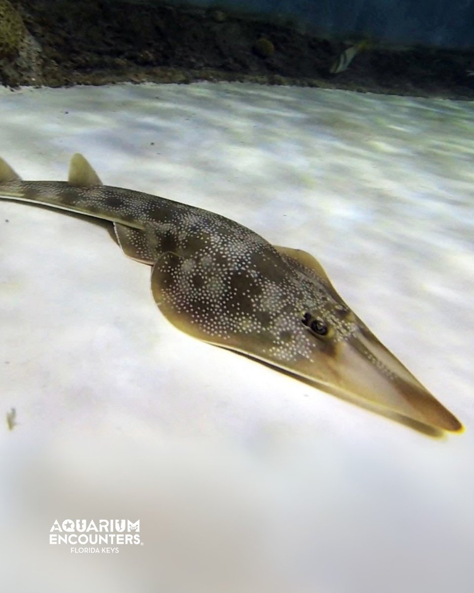 FLKeysAE's tweet image. Say hello to the Guitarfish! 🎸🦈 A unique mix of shark and skate, this fascinating creature has been making waves in the Coral Reef Tank. Catch a glimpse of his belly or watch him cruise by the windows!