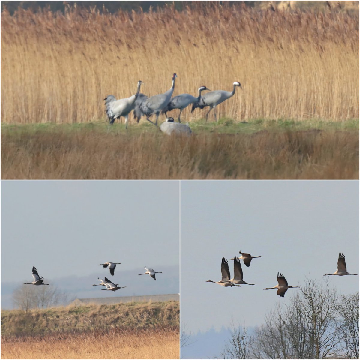 SFWilson@birder (@sfwilsonbi23867) on Twitter photo Willow tree fen: 15 Common Crane counted today on the reserve! Spread over three different areas. <a href="/Lincsbirding/">Lincsbirding</a> <a href="/LWTWildNews/">LWT Wild News</a> <a href="/BTO_Lincs/">BTO Lincolnshire</a> Willow tree fen: 15 Common Crane counted today on the reserve! Spread over three different areas. <a href="/Lincsbirding/">Lincsbirding</a> <a href="/LWTWildNews/">LWT Wild News</a> <a href="/BTO_Lincs/">BTO Lincolnshire</a>