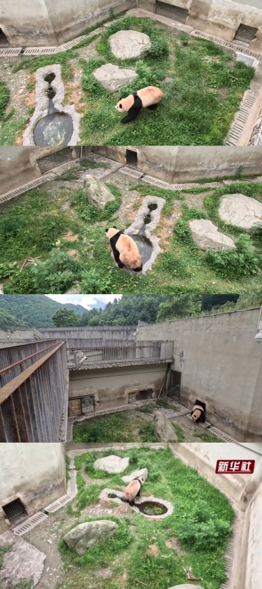 selly0720's tweet photo. #공주와_거지
아무 힘도 없는 동물에게
게다가 인간을 무조건 신뢰하던 동물에게
무슨 일이 있었길래,
거기서(#shensuping) 어떤일이 일어났길래
우리 #푸바오 가 저런 #비공개구역 하수구 냄새날것 같은 저런곳에 계속 있어야 하는가
차마 눈으로 볼 수가 없어
#SaveFubao https://t.co/bKkQoM1fcY