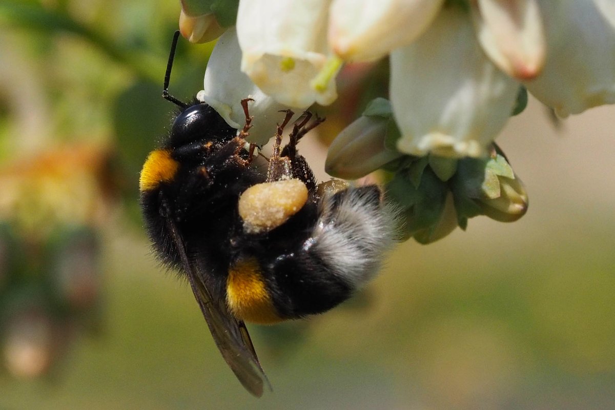 Alexandra-Maria Klein (@naturealexk) on Twitter photo 🌼We are #hiring a #postdoc to conduct research on the values of pollinators in the EU Horizon Project VALOR <a href="/UniFreiburg/">Universität Freiburg</a>
Research field: Evaluating #pollination and pollinator contributions across the EU
3 years, full-time, starting 01.06.25
uni-freiburg.de/stellenangebot… 🌼We are #hiring a #postdoc to conduct research on the values of pollinators in the EU Horizon Project VALOR <a href="/UniFreiburg/">Universität Freiburg</a>
Research field: Evaluating #pollination and pollinator contributions across the EU
3 years, full-time, starting 01.06.25
uni-freiburg.de/stellenangebot…