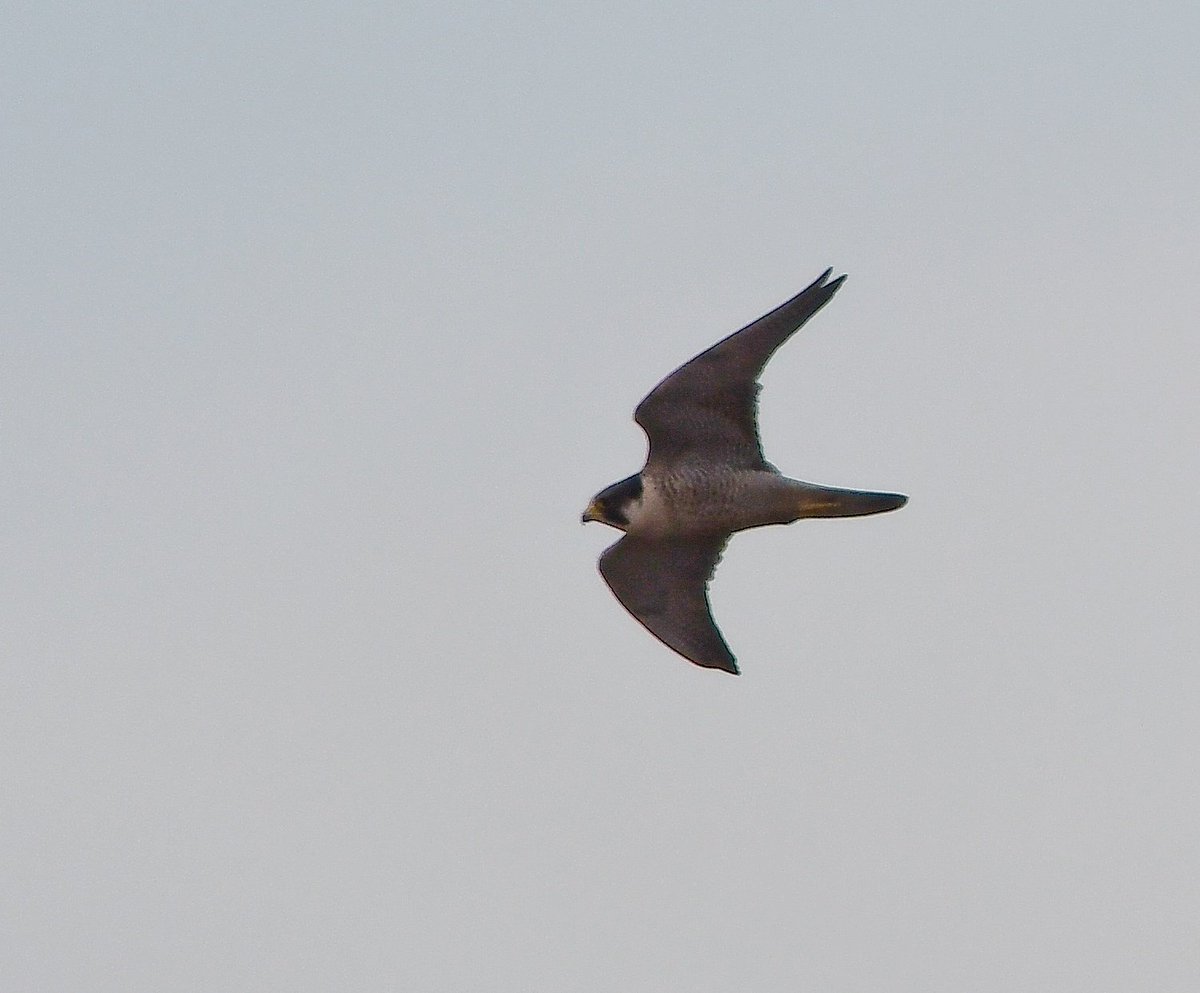Keith Davison (@badgeman49) on Twitter photo Peregrine flyby at Holmefleet had the Ducks and waders in full panic mode yesterday <a href="/teesbirds1/">teesbirds</a> <a href="/DurhamBirdClub/">Durham Bird Club</a> <a href="/Natures_Voice/">RSPB</a> <a href="/bbcwildlifemag/">BBCWildlifeMagazine</a> <a href="/BBCSpringwatch/">BBC Springwatch</a> Peregrine flyby at Holmefleet had the Ducks and waders in full panic mode yesterday <a href="/teesbirds1/">teesbirds</a> <a href="/DurhamBirdClub/">Durham Bird Club</a> <a href="/Natures_Voice/">RSPB</a> <a href="/bbcwildlifemag/">BBCWildlifeMagazine</a> <a href="/BBCSpringwatch/">BBC Springwatch</a>