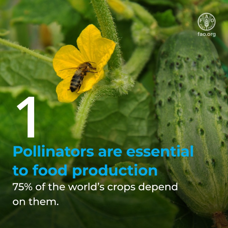 FAOLivestock's tweet photo. 🐝Bees are tiny but incredible #FoodHeroes.

5️⃣ reasons why we should protect these miracle workers! 👇👇

#BeeEngaged