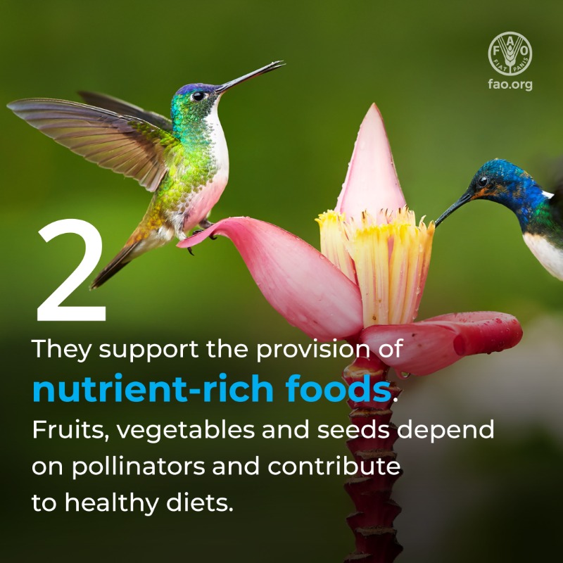 FAOLivestock's tweet photo. 🐝Bees are tiny but incredible #FoodHeroes.

5️⃣ reasons why we should protect these miracle workers! 👇👇

#BeeEngaged