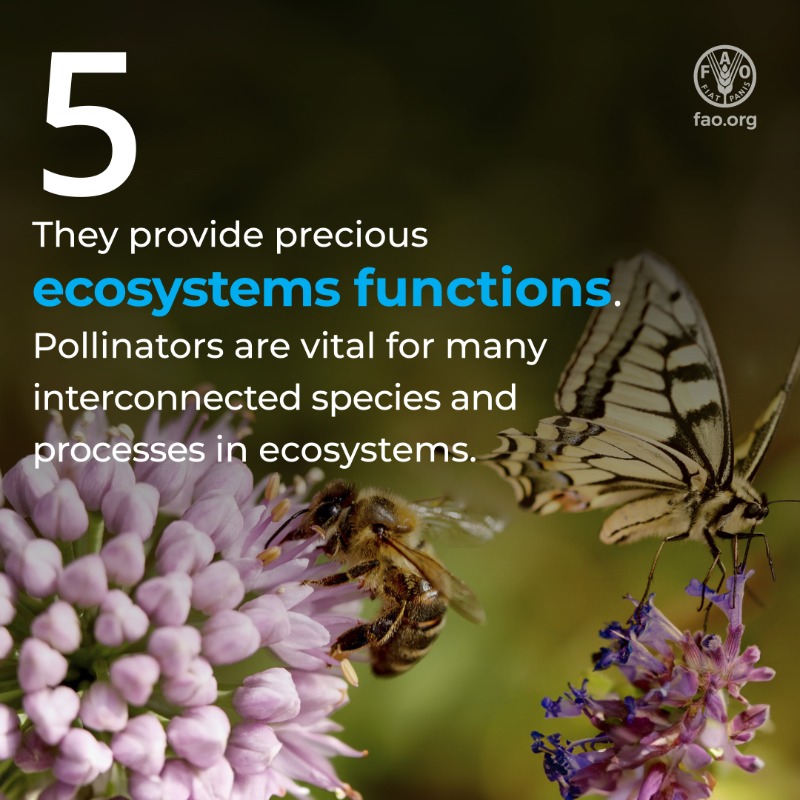 FAOLivestock's tweet photo. 🐝Bees are tiny but incredible #FoodHeroes.

5️⃣ reasons why we should protect these miracle workers! 👇👇

#BeeEngaged