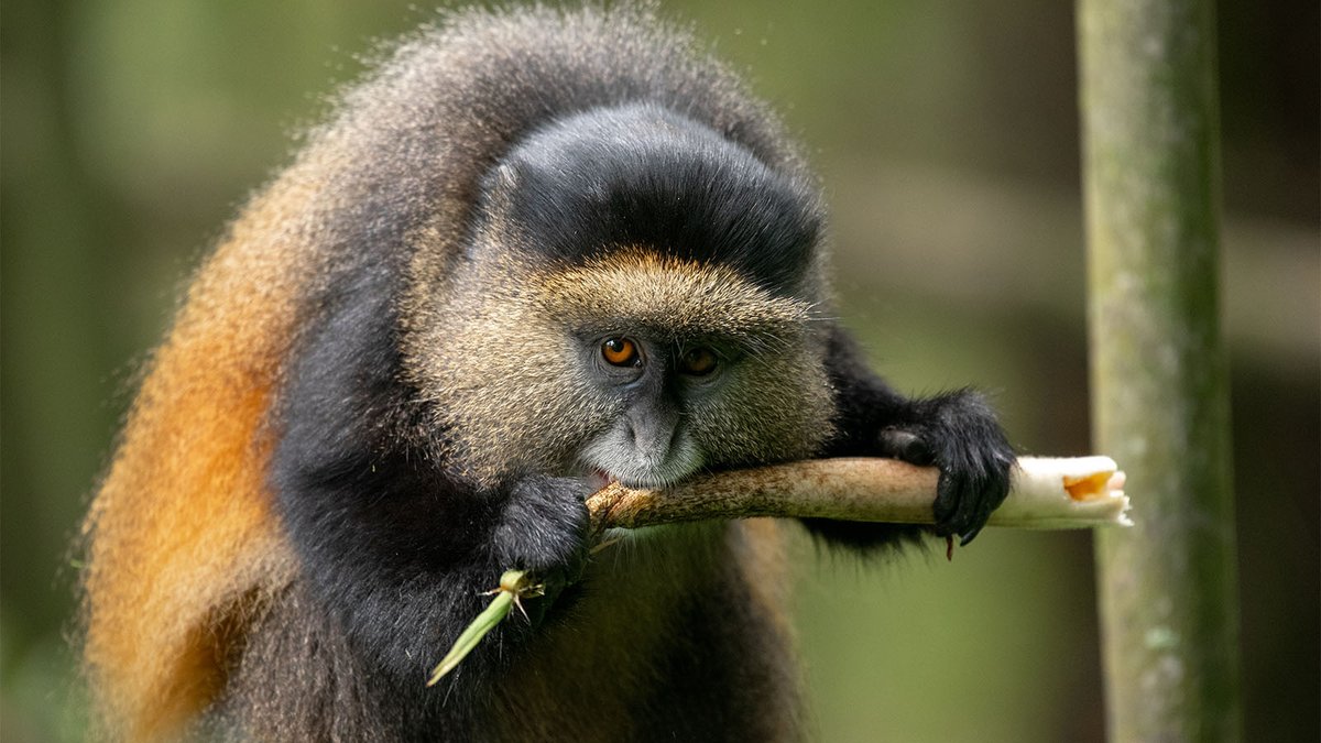 Encounterafric's tweet photo. Golden monkeys in their natural habitat, Mgahinga National Park. Simply incredible! #goldenmonkeys #mgahinga #uganda #wildlife #africa #primates #nature #travel #safari #goldenmonkeytrekking #ugandasafaris #primatetours https://t.co/wj4wRIyyjb