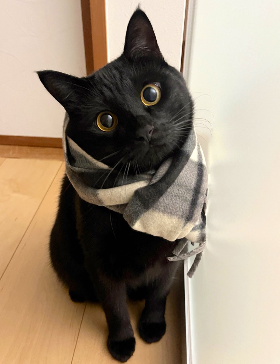 uni_kuroneko's tweet photo. 今日もさむかったね。

#黒猫 https://t.co/fCmqzq8gL2