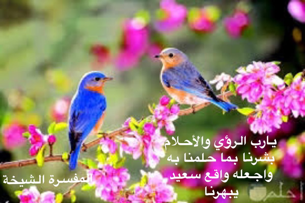 المفسرة الشيخة 🌸🍃 (@jkg8i) on Twitter photo 