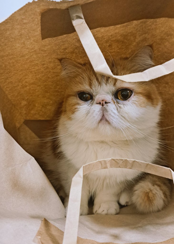 stpr_verylove's tweet photo. ２月5日
４歳おめでとう🎂

#エキゾチックショートヘア
#猫 https://t.co/5M5xc4RIQY