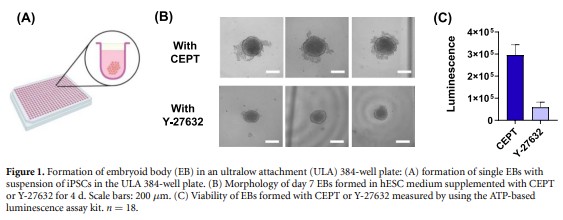 Find out how generating multiple cerebral organoids from iPSCs on a pillar plate platform, ensure the reproducible generation of cerebral organoids. ow.ly/3kzR50UPhfC #Biofabrication