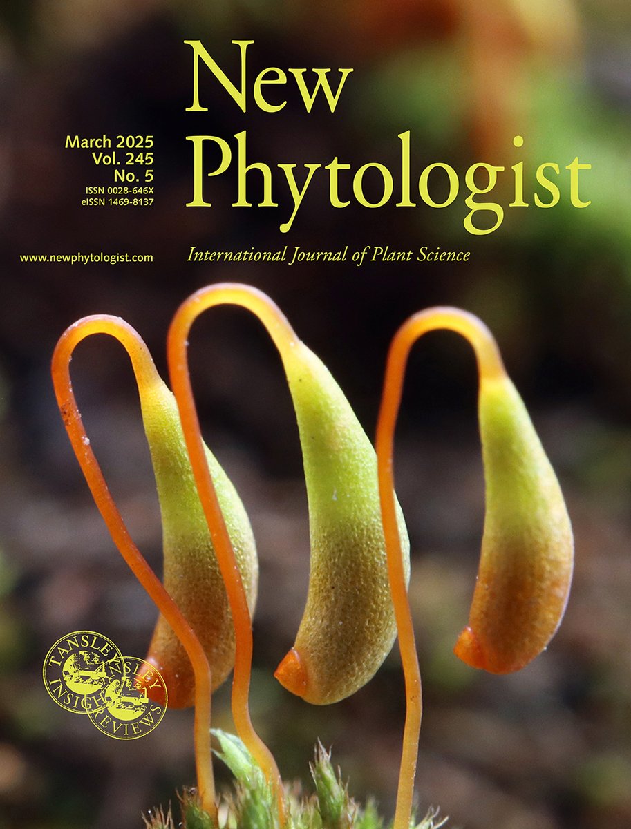 New Phytologist (@newphyt) on Twitter photo On the cover of our #LatestIssue: Ptychostomum demissum, an acrocarpous #moss with strongly asymmetrical capsules in #arctic or #alpine areas. Image courtesy of Rui-Liang Zhu.
📖 See Shen et al. nph.onlinelibrary.wiley.com/doi/10.1111/np…
<a href="/WileyPlantSci/">Wiley Plant Science</a> On the cover of our #LatestIssue: Ptychostomum demissum, an acrocarpous #moss with strongly asymmetrical capsules in #arctic or #alpine areas. Image courtesy of Rui-Liang Zhu.
📖 See Shen et al. nph.onlinelibrary.wiley.com/doi/10.1111/np…
<a href="/WileyPlantSci/">Wiley Plant Science</a>