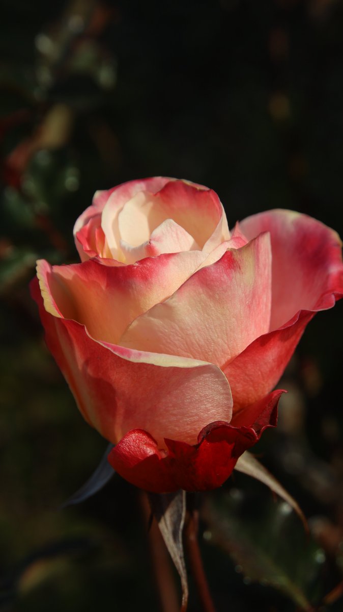 gontanokoneroku's tweet photo. Rose ☺️ 

#Photography #Flowers #Rose https://t.co/uELHNFVrNs