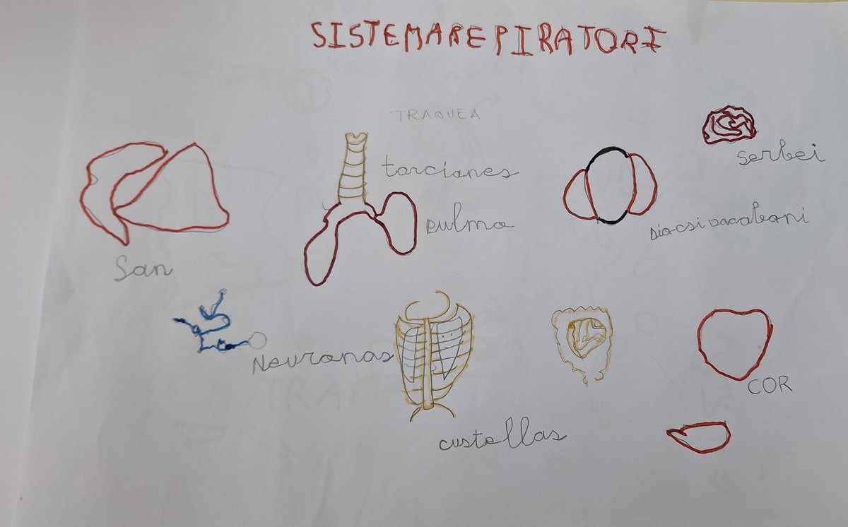 InfantNatzEsplu's tweet photo. Una investigació per equips increíble #I5 #bodyteam https://t.co/DeD05FOO3K