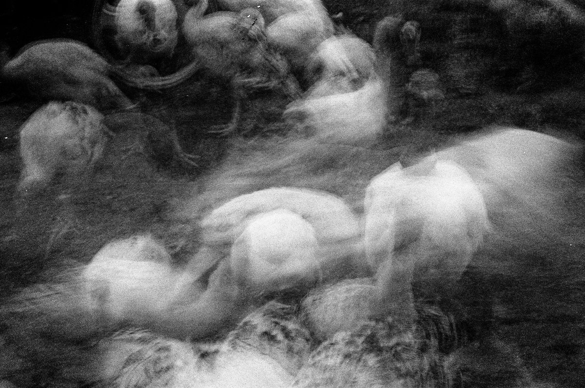 romandrits tweet media