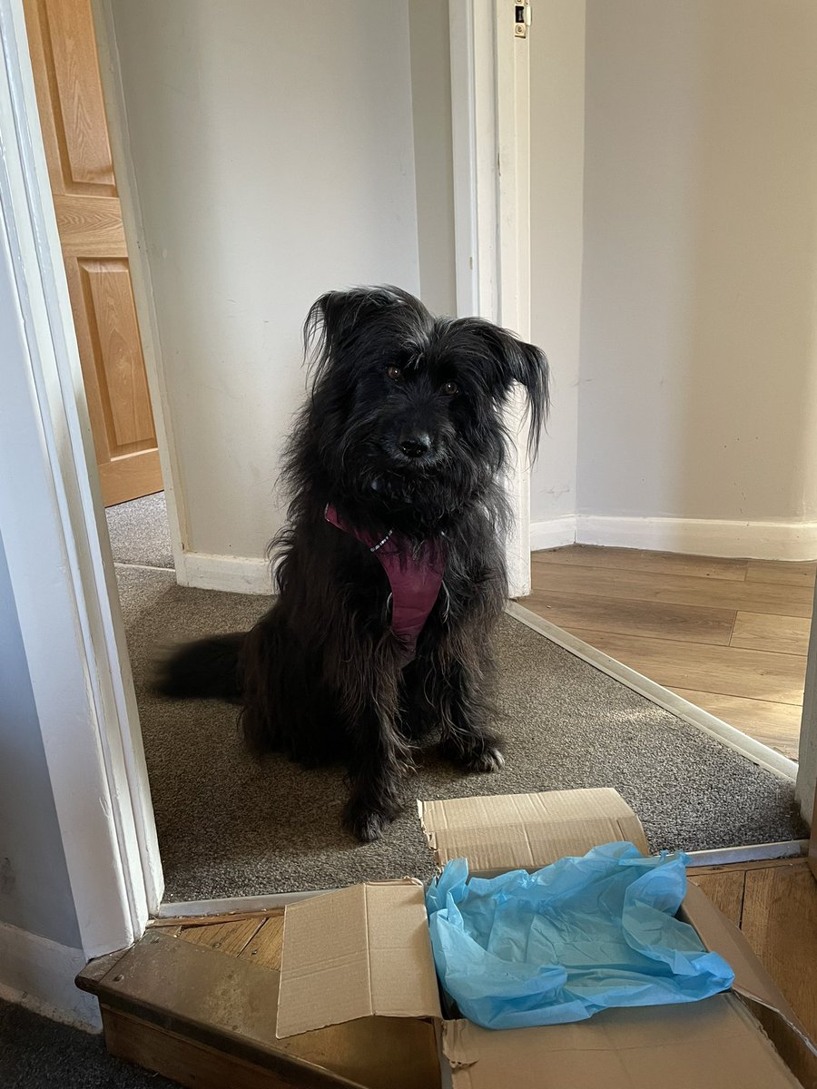 Daisy patiently waiting to see what noms are in the box this month <a href="/bemorebob2/">BeMoreBob</a>