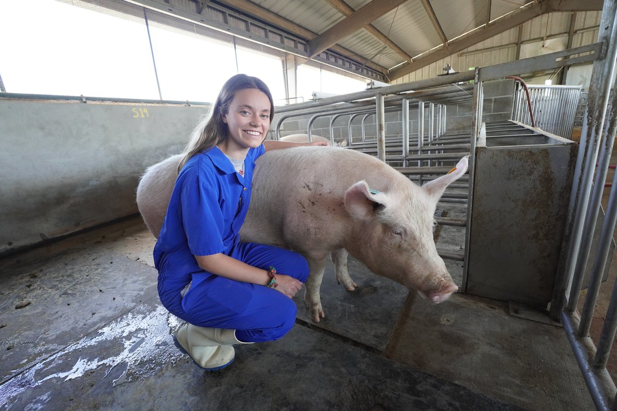 🐖#Weaning is a critical phase in a piglet’s development, often leading to stress and diarrhea. Our PhD student, Amara Benn, is investigating a unique #fiber source in sow diets. Read our latest blog post to learn more about Amara's study👉projects.au.dk/pig-paradigm/n…