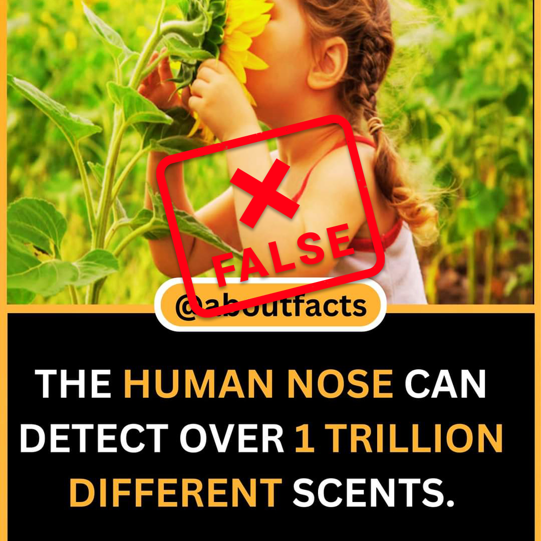 factscheckzone's tweet image. The human nose can detect over 1 trillion different scents. - False!
#FactCheckZone #SmellScience #ScentDetection #OlfactoryPower