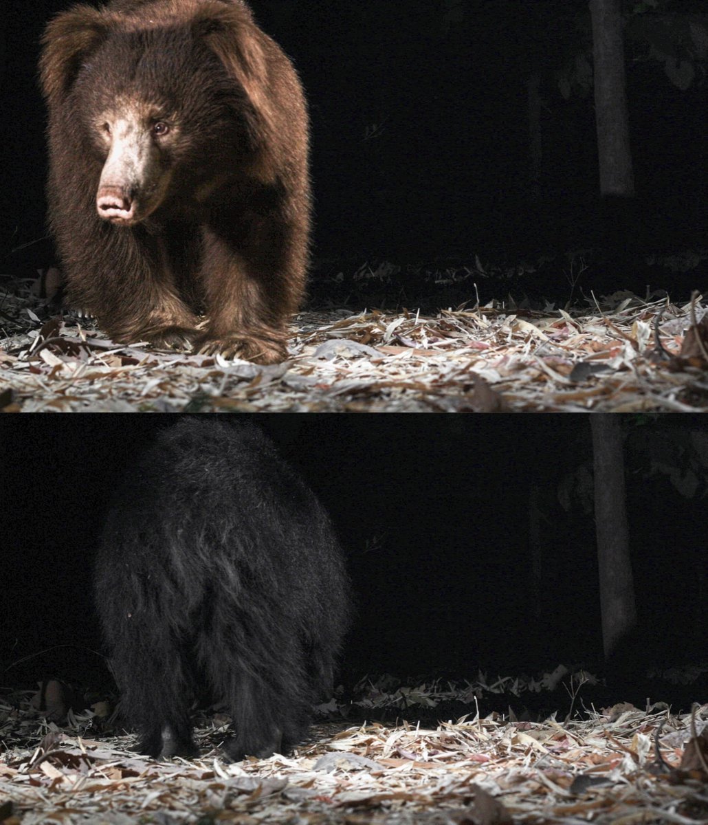Vkeychauhan's tweet image. Sloth bear with brown and normal fur at a single location
Dahod, Gujarat
#Slothbear #colourabberation #pigmentation #cameratrap #Ratanmahal #sloth #wildlife #gujarat
@BearTrust @Camtraptions