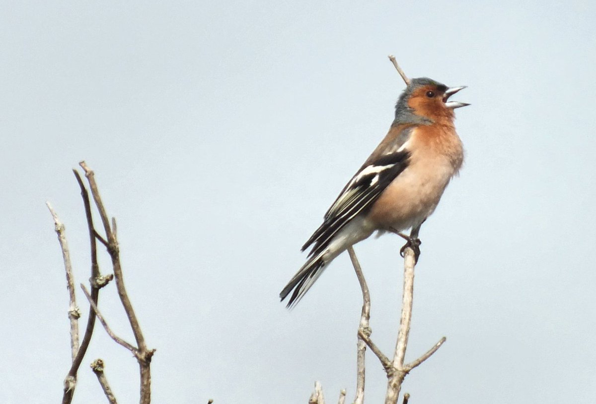 1971_Muriel's tweet photo. #Dag6 van #februarivogelmaand
De #Vink #Fringilla_coelebs
#Common_Chaffinch
@wilma_meijerink https://t.co/6mUHpeXPYe