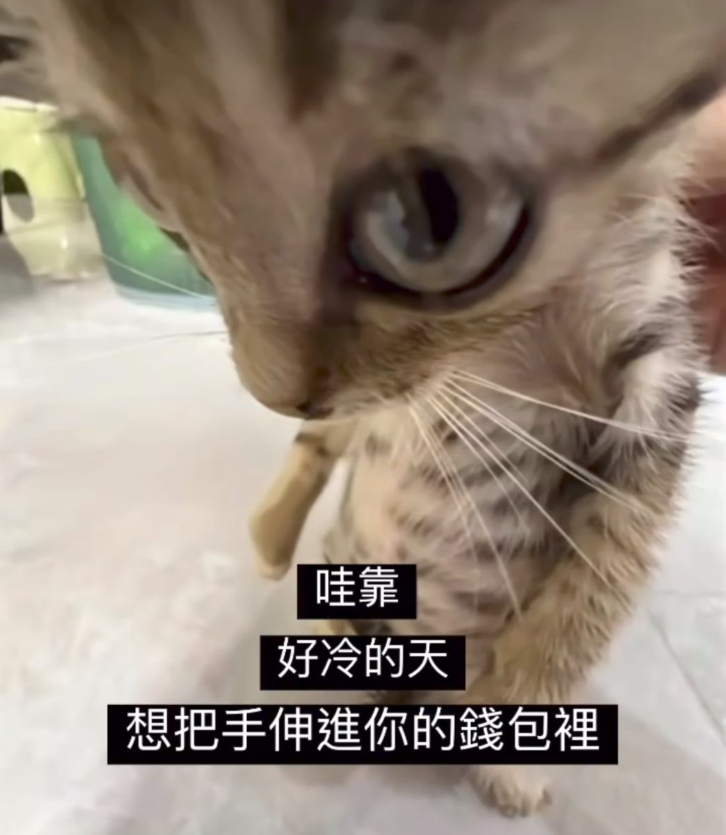 mirotabasco's tweet image. 嘻嘻