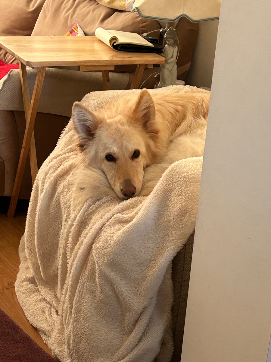 boatypat's tweet photo. Just about to sit down with coffee… do I reclaim my chair? #decisions #gsd #whorules #dogsoftwitter https://t.co/cnv7cfifR9