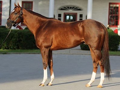FMQStables's tweet photo. #إعلان 📣

تعلن مزرعة فيصل بن محمد الجضعي القحطاني عن إتاحة  الفحل مستر زد " Mr. Z "

إبن الفحل ماليبو مون " Malibu Moon "
لموسم الشباء 2025 
📍رماح

يبلغ من العمر 12
فاز مرتين حقق منها إيرادات 1,177,000$

فاز ب Ohio Derby (Listed)

حل ثاني في 🥈
🏆Breeders' Futurity (Gr. 1)
🏆Special Stakes (Gr. 2)
🏆Indiana Derby (Gr. 3)

أبرز أبناءه في الميدان السعودي درع الفهد و مادح

🔸للتواصل والتنسيق 
🔸مدير المزرعة 
🔸رائد بن نايف العطاوي
🔸0501110114