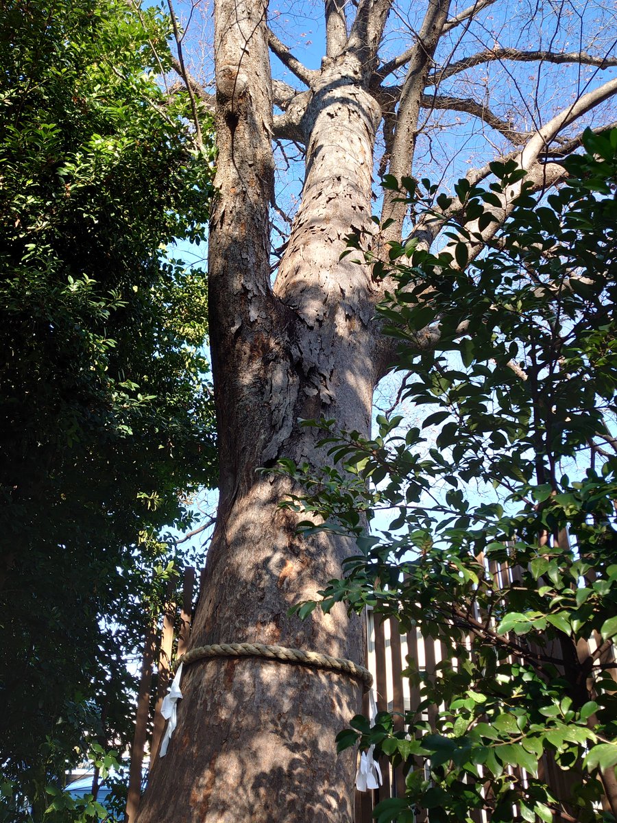 知花｜霊視×守護メッセージ tweet media