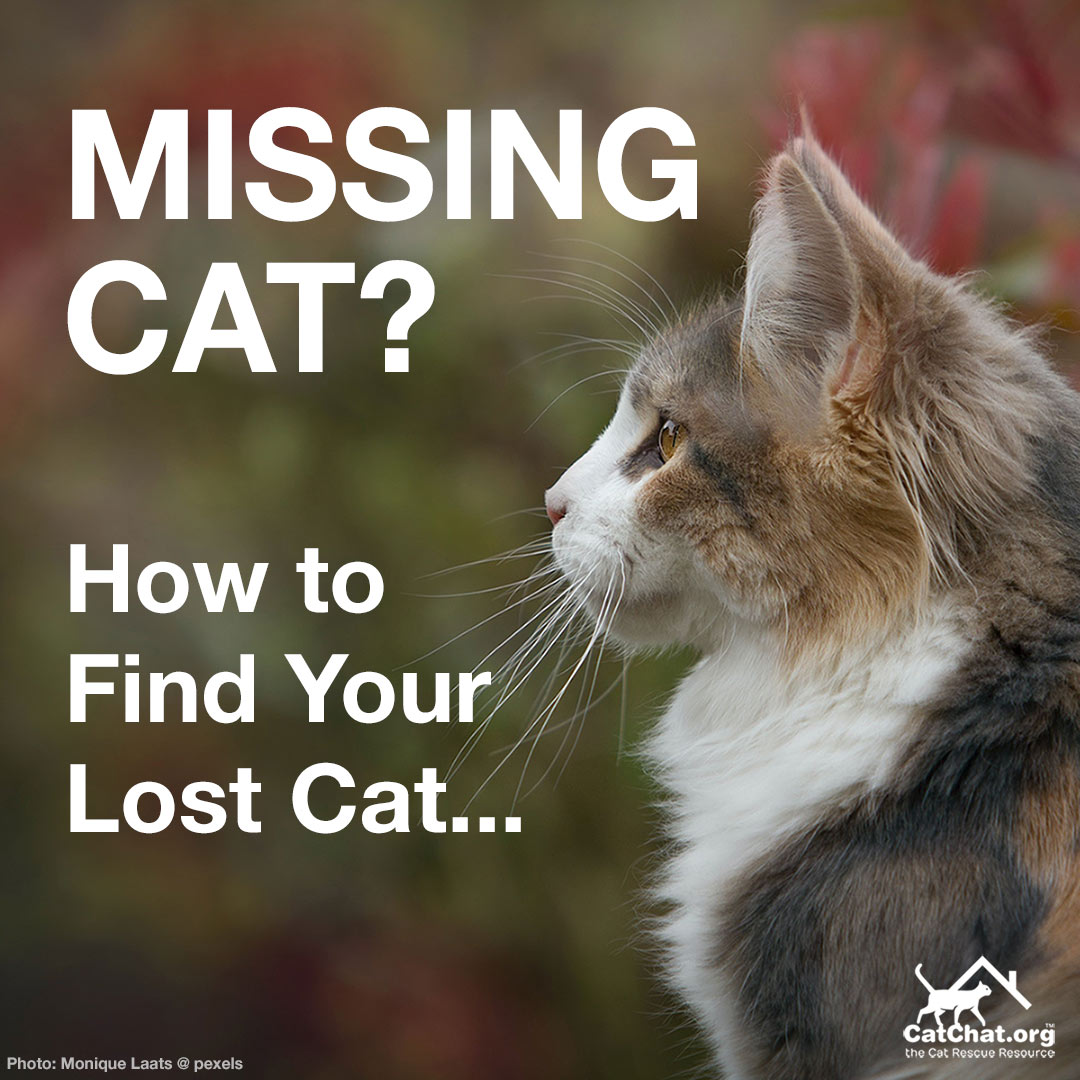 Cat Chat tweet media