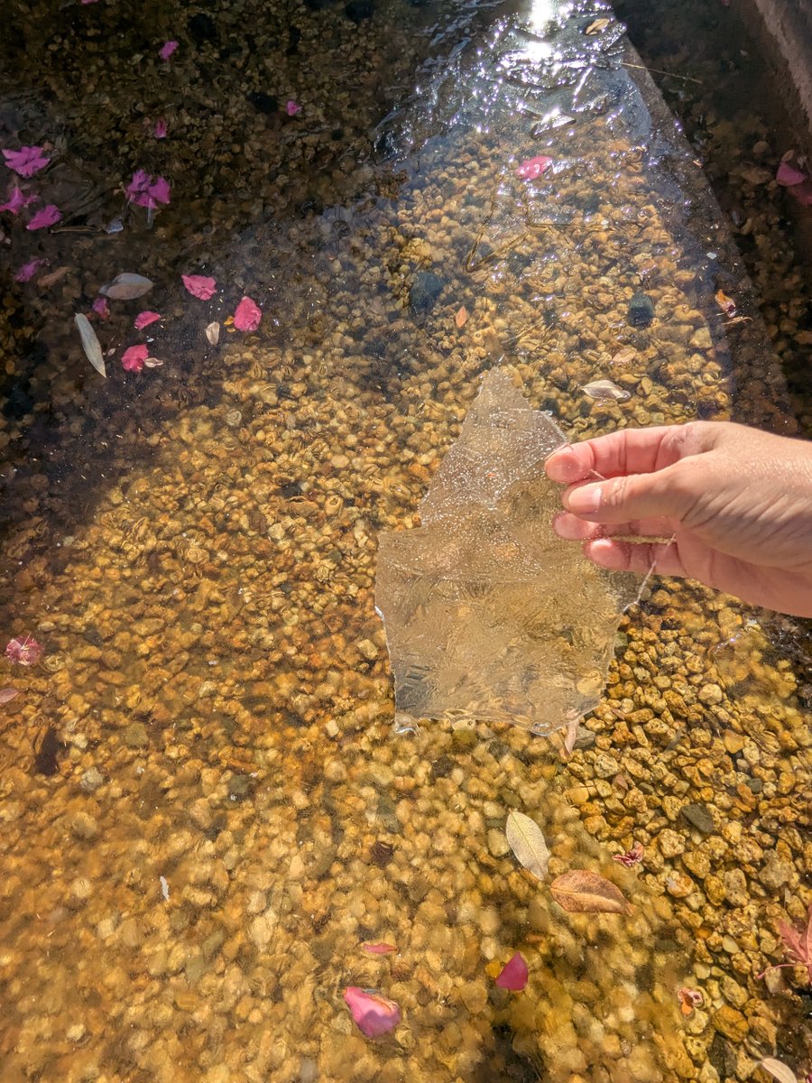 basho_museum's tweet photo. 寒いですね
芭蕉記念館展���庭園では池の水が凍り、芭蕉さんもとても寒そうに隅田川を見つめていました
そんな寒い寒い中ですが、雪栁の蕾がわかるようになってきましたよ
みなさんはどんな春を見つけましたか？

#芭蕉 #俳句 #雪栁 #深川 #森下 #清澄白河 #江東区 #matsuobasho #bashomuseum https://t.co/cmPhPNCwB4