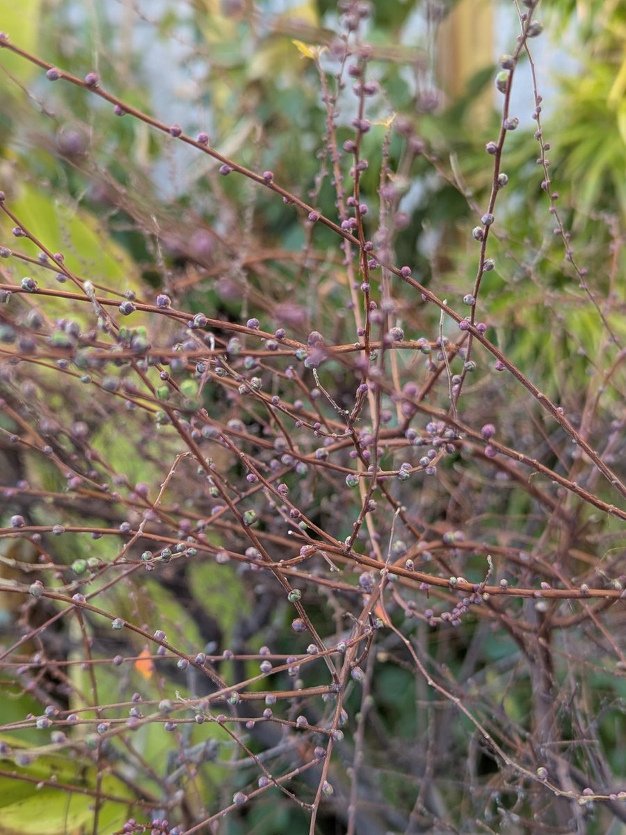 basho_museum's tweet photo. 寒いですね
芭蕉記念館展���庭園では池の水が凍り、芭蕉さんもとても寒そうに隅田川を見つめていました
そんな寒い寒い中ですが、雪栁の蕾がわかるようになってきましたよ
みなさんはどんな春を見つけましたか？

#芭蕉 #俳句 #雪栁 #深川 #森下 #清澄白河 #江東区 #matsuobasho #bashomuseum https://t.co/cmPhPNCwB4