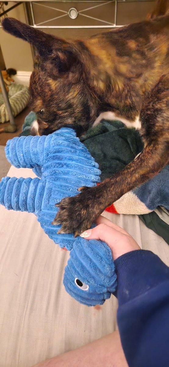 It's a Buddy update; just a boy and his dinosaur