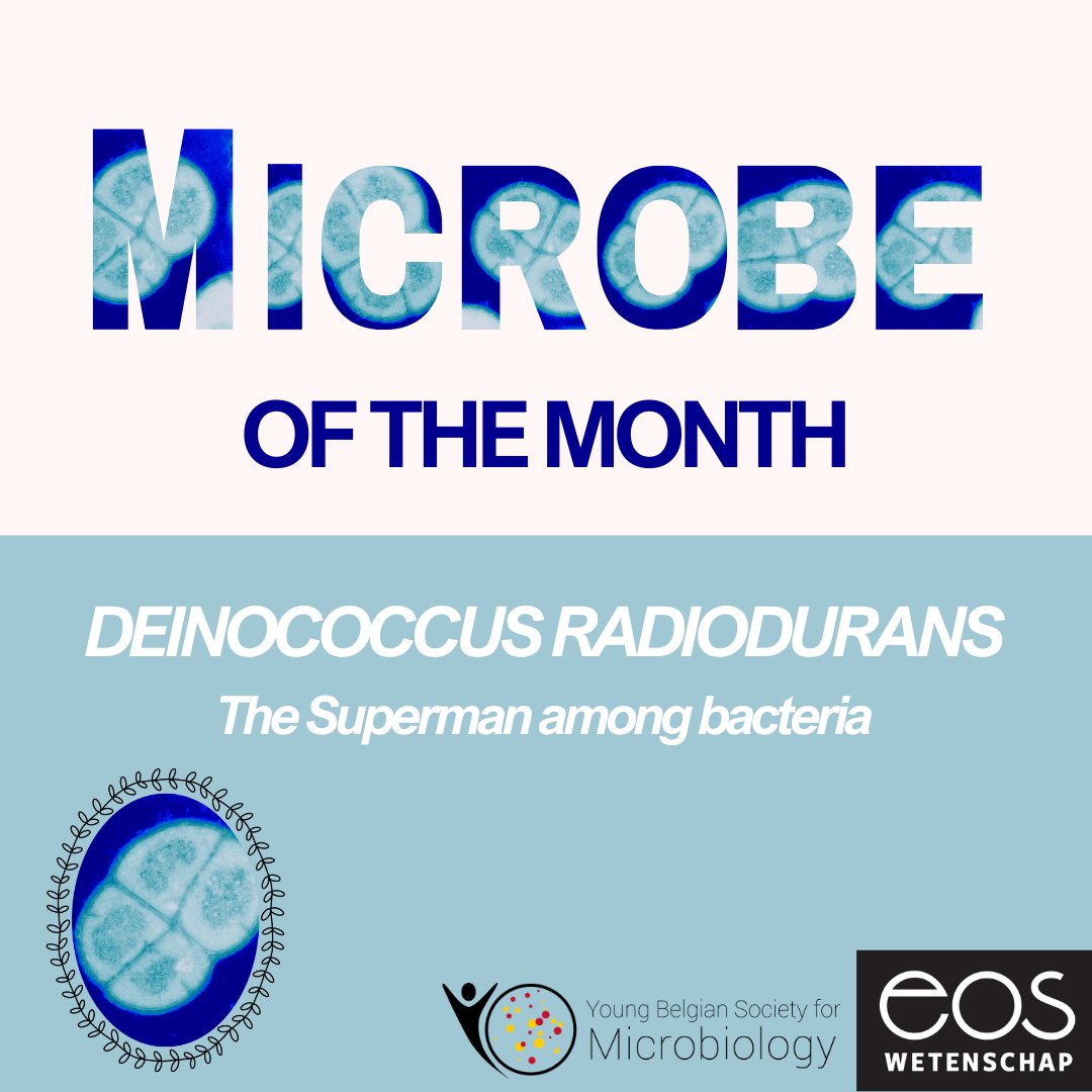 Young Belgian Society for Microbiology (YBSM) (@ybsmicrobiology) on Twitter photo Our new Microbe of the Month is out in <a href="/eos_wetenschap/">Eos Wetenschap vzw</a>! 🦠 Meet the "Superman" of bacteria-an extreme survivor thriving in high radiation, dehydration, and more. What makes it so resilient, and what can we learn from it? Find out: eoswetenschap.eu/natuur-milieu/… Our new Microbe of the Month is out in <a href="/eos_wetenschap/">Eos Wetenschap vzw</a>! 🦠 Meet the "Superman" of bacteria-an extreme survivor thriving in high radiation, dehydration, and more. What makes it so resilient, and what can we learn from it? Find out: eoswetenschap.eu/natuur-milieu/…