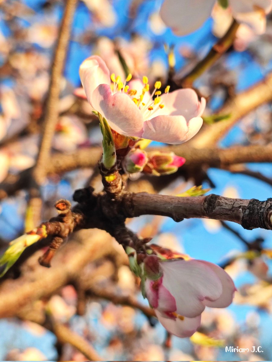 Florecer aún con el peligro del invierno  presente.

#pipol 🥰😘
