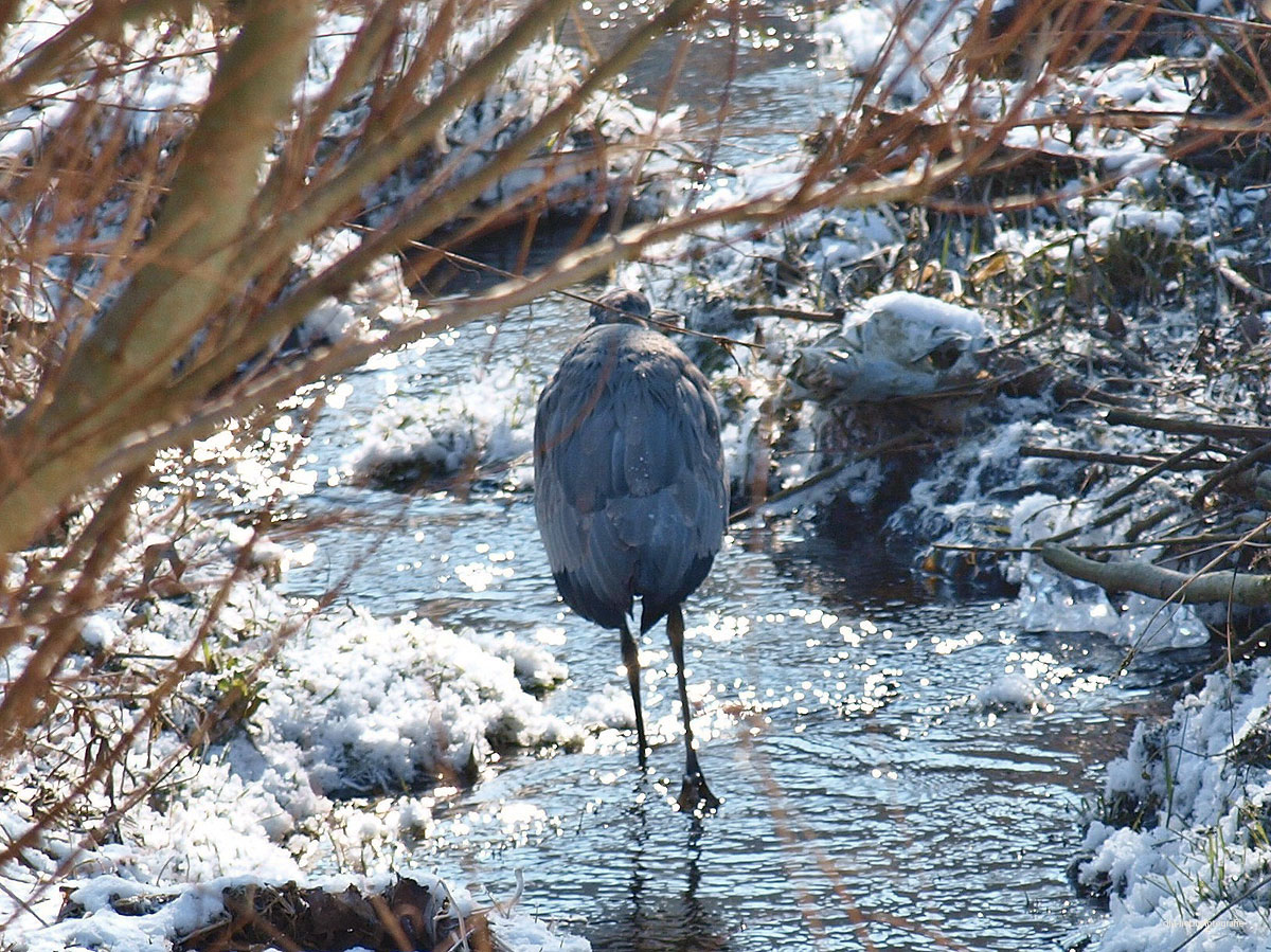 Ein Freund ist jemand, dem man getrost den Rücken zukehren kann. Peter E. Schumacher
