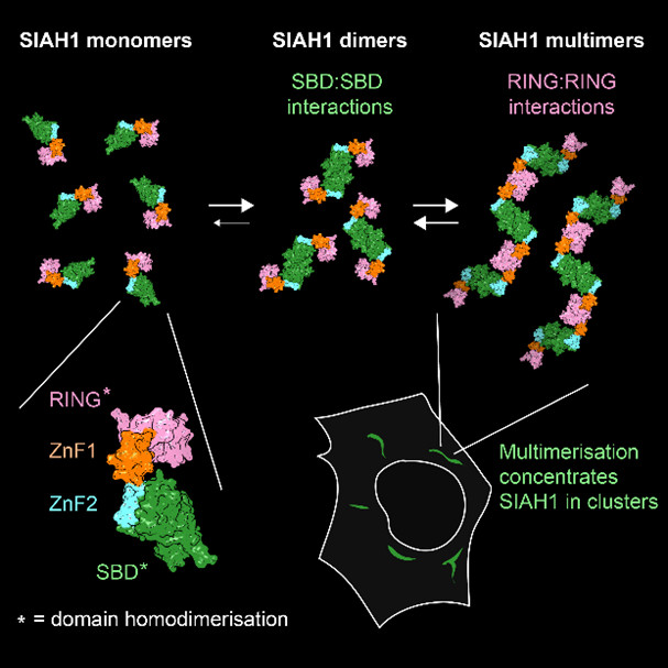 Happy to share our study showing that the Ub E3 ligase SIAH1, known  to dimerise via its C-term SBD, also dimerises via its N-term RING. When  these tendencies combine, fl SIAH1 forms multimers, which  might explain its clustering in cells &amp; preference for  multimeric substrates.