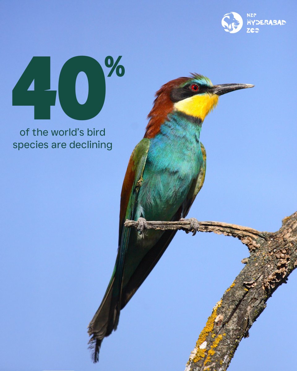 With 40% of bird species in decline, it’s time to spread our wings and take action! 

Habitat loss, climate change, pollution, and invasive species are leaving many birds high and dry. But by supporting breeding programs, we can give these species a fly boost toward recovery.
