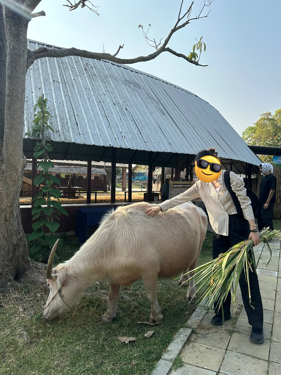 Q_cupid's tweet photo. คาเฟ่ควาย ( กินแฟ ดูฟาย) ที่สุพรรณบุรีคือน่ารักเกิน น้องควายเชื่องมาก 🥹 https://t.co/Mm3BOyTSpI