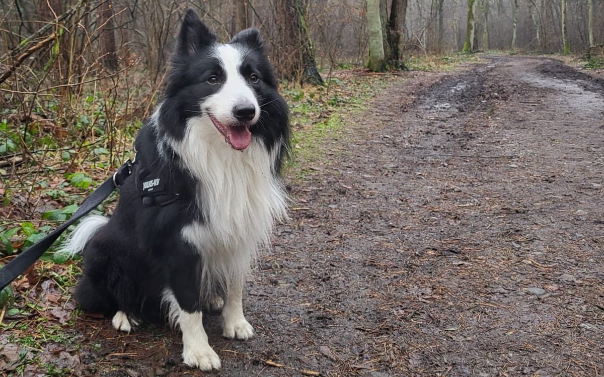 #Krakow #pies #psy #trutka #ZatrutePsy
Uwaga właściciele psów 🐕🐕‍🦺🐩! Uważajcie na swoje zwierzęta! Ktoś truje psy w całym Krakowie. Niebezpieczne miejsca, gdzie doszło do zatruć czworonogów to m.in. okolice ul. Rusznikarskiej, Wybickiego, Krowoderskich Zuchów,