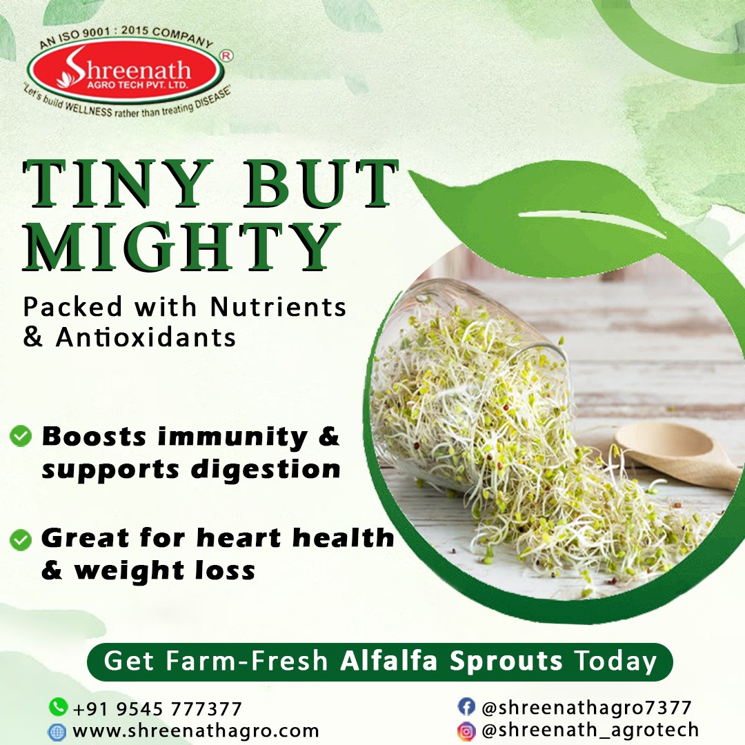Boost your health with farm-fresh Alfalfa Sprouts! 🌱✨ Packed with nutrients and freshness, straight from Shreenath Agro Tech Pvt Ltd to your plate. 🥗💚

Order now and taste the goodness of nature!

#AlfalfaSprouts #FarmFresh #HealthyEating #OrganicGoodness #ShreenathAgroTech