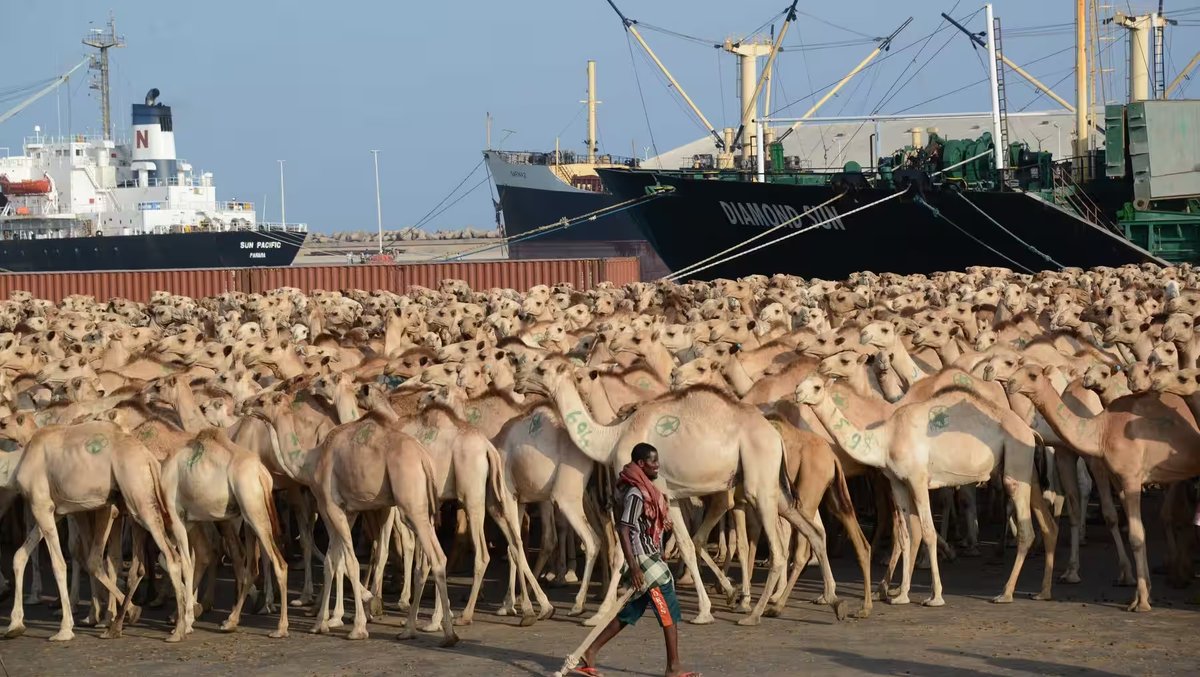 Somalia exported 3,718,966 livestock in 2024, including sheep, cattle, and camels, and will approach 4million in 2025, keeping the agriculture sector thriving and contributing significantly to the Horn of Africa nation's economy.🇸🇴🐪🐑🐄
