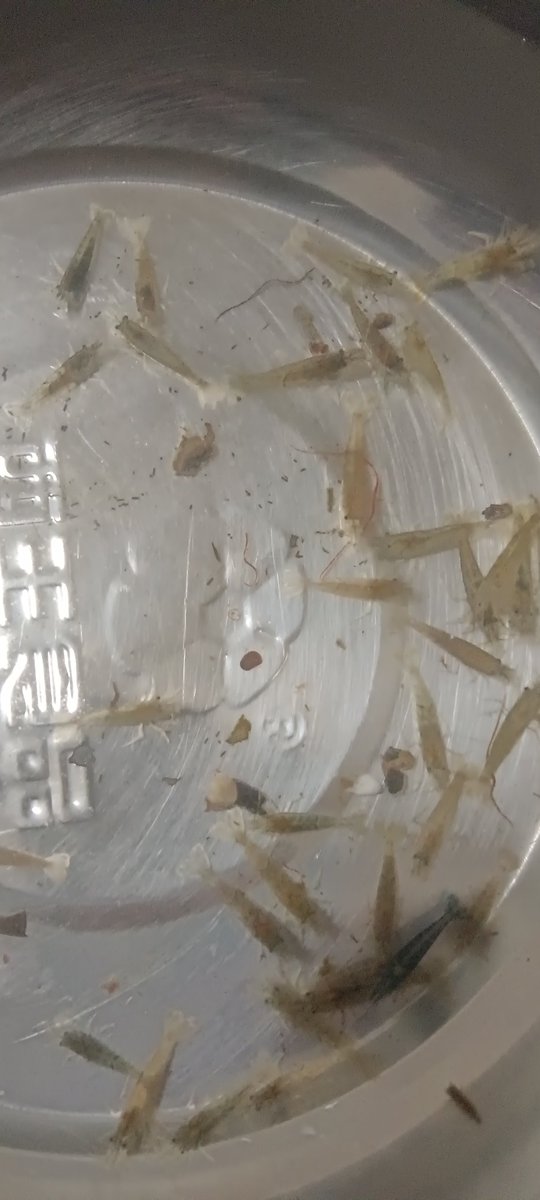 PppPDRSvqE2kOBY's tweet image. 抓了虾虾给乌龟食用