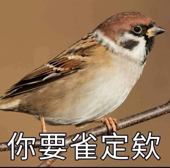itachi644's tweet photo. ＜GP根本環保蟑螂＞
感謝朋友提供，我們看到Greenpeace 綠色和平這個我上次嘴過的，又來蹭台灣的野生動物了
單刀直入，我們直接點破GP
1.山麻雀並無分布在該區域，山麻雀在那個區域已經滅絕
2.此計畫只是支持小米，要復育一個物種，並不是種植農作物就能復育的
3.山麻雀的復育目前有林業及自然保育署補助嘉義大學、嘉義野鳥學會與社區進行巢箱監測
4.林業及自然保育署在嘉義梅山鄉與當地農民合作，是經過監測，並且規劃與協調之後的推廣生態友善農業觀念（種植小米、減少使用除草劑與殺蟲劑等），你GP就只是在一個沒有山麻雀的地方種小米，然後硬蹭，明眼人都感覺的出來你根本在抄襲林業及自然保育署
要效仿不是不行，但抄襲連功課都沒做也太好笑了吧
5.總結：屏東山麻雀消失多年，但屏東還有綠色和平一群人，用復耕小米「山麻雀回家」的噱頭，募款並倡議生態給付，可是卻沒有完整的保育規劃

所以現在GP就是隨便找個農產品，掛個名號募款？

note:因翻開林業署報告發現種植小米是提供冬末春初的山麻雀利用，彌補食物缺乏期需求，而非推出友善農產品，因此刪除舊文重發並附上第5點，謝謝大家