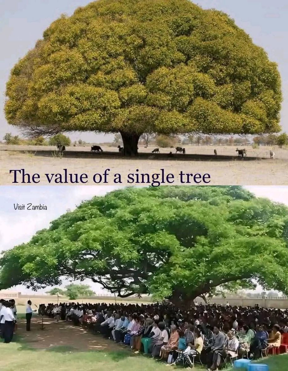GokRiak's tweet photo. Don't cut down the tree,which provides shade to the community, otherwise you will be shadeless. https://t.co/ojL339KkGw